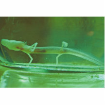 Texas blinder Salamander Ausschnitt