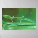 Texas blinder Salamander Plakat