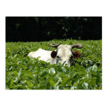 Texas Longhorn Postkarte