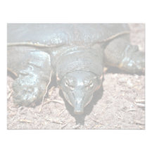 Texas stachelige softshell Schildkröte Ankündigungskarte