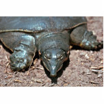 Texas stachelige softshell Schildkröte Fotostatuen