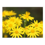 Texas-Wildblume: Vorfrühlinggoldener Ragwort Postkarte