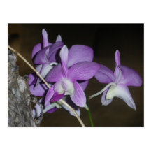Thailändische Orchidee Postkarte