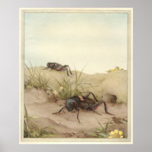 THE FIELD-GRILLE - Insekten-Buchillustration Plakat