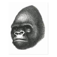 THE REAL GORILLA POST CARD
