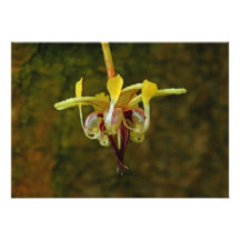 Theobroma Cacao Tree Flower Personalized Invite