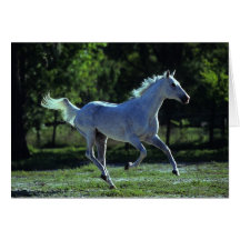 Thoroughbredstallions-Betrieb Karte