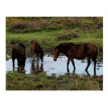 Three Dartmoor Ponies Drinking At Watering Hole Post Card