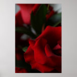 Tiefe, dunkelrote Rosen Poster