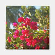 Tiefrosa Bouganvilla Magnets