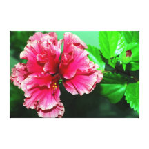 Tiefrosa Hibiskus Gespannter Galeriedruck