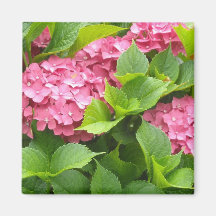 Tiefrosa Hydrangeas Magnete