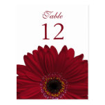 Tiefrote Gerbera-Gänseblümchen-Tischnummer-Karte f Postkarten