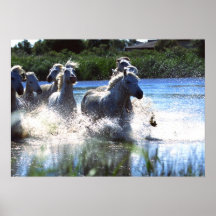 Tier-Fotografie-wilde Pferdeplakat 18x24