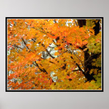 Tifft Landschaftsschutzgebiet - Herbstlaub Posterdruck