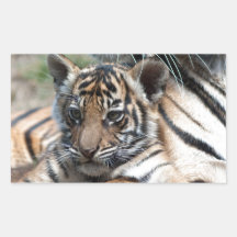 Tiger CUB Aufkleber