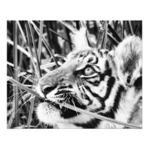 Tiger CUB im Gras Photodruck