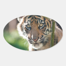 Tiger CUB Ovaler Aufkleber