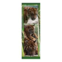 Tiger drei, MiniLesezeichen Visitenkarten