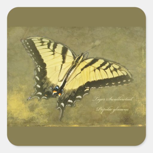 Tiger-Frack-Schmetterling - Papilio glaucus Aufkleber