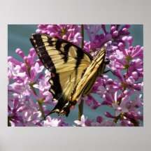 Tiger-Frack-Schmetterling Poster
