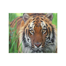 Tiger Galerie Gefaltete Leinwand