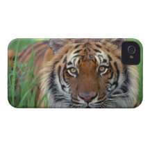 Tiger iPhone 4 Cover