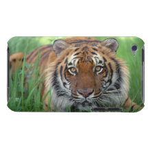 Tiger iPod Case-Mate Hülle