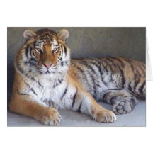 Tiger-Karte