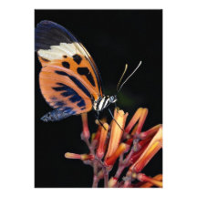 Tiger-Longwing, zentrales und Südamerika Individuelle Einladung