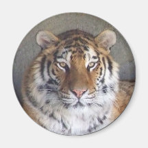 Tiger-Magnet Kühlschrankmagnet