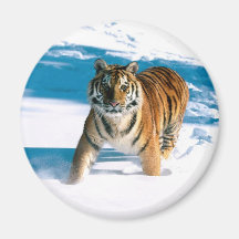 Tiger Magnete