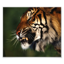 Tiger-nahes Haupthohes Fotografische Drucke
