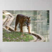 Tiger Posterdruck