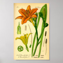 Tiger-Taglilie (Hemerocallis fulva) Poster