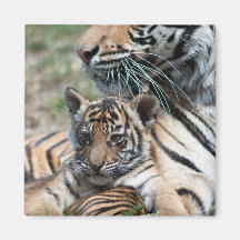 Tigerjunges Kühlschrankmagnete
