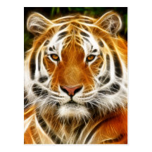 Tigerpostkarte