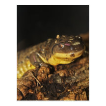 TigerSalamander Postkarten