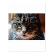 Tiggy. Postkarten