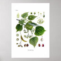Tilia ulmifolia (Linden) Posterdrucke