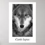 Timberwolf#1 Canis Lupus Plakate