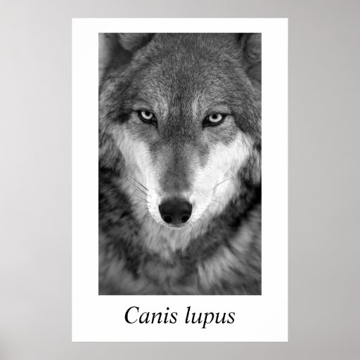 Timberwolf#1 Canis Lupus Plakate