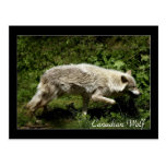 Timberwolf-grauer Wolf-wildes Tier-Postkarten