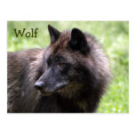 Timberwolf-grauer Wolf-wildes Tier-Postkarten