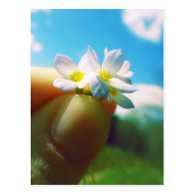 Tiny Flowers Photo Post Cards