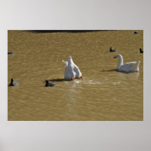 Titanicly Ungraceful Schwan Posterdrucke