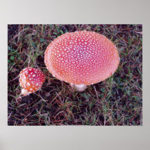 Toadstool #12 poster