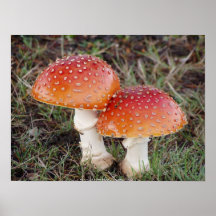 Toadstool #13 posterdrucke