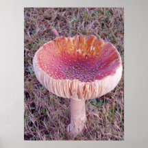 Toadstool #4 poster
