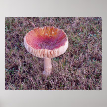 Toadstool #5 posterdrucke